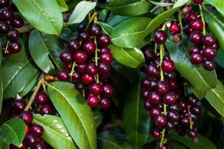 Are cherry laurel berries edible?