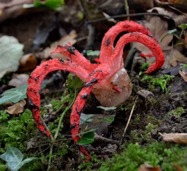 Are devil fingers poisonous?