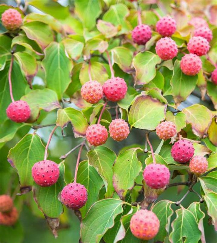 Are dogwood flowers edible?