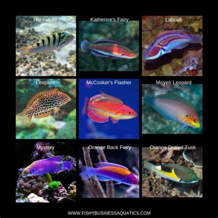 Are wrasse reef safe?