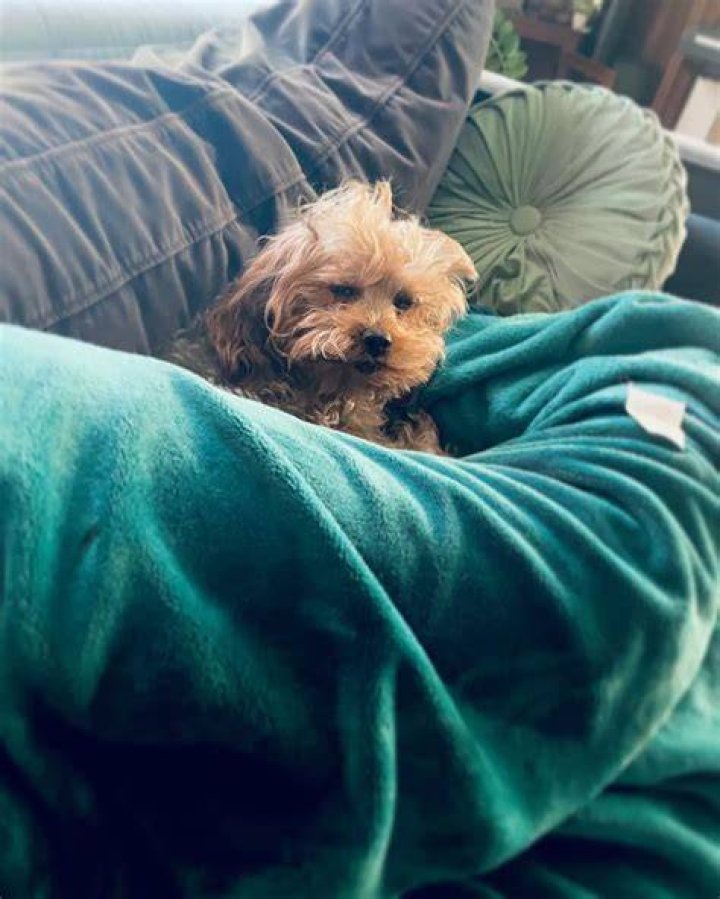 Arryn Zech Pets