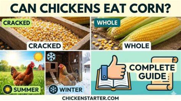 Can chickens eat corn in the summer?
