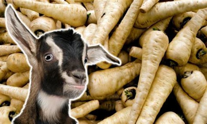 Can goats eat parsnips?