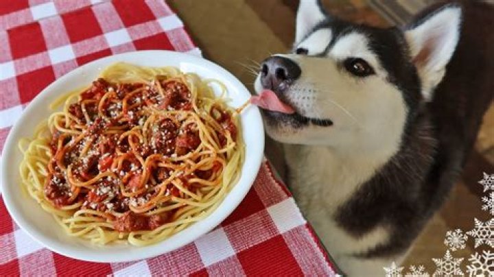 Can my dog eat spaghetti?