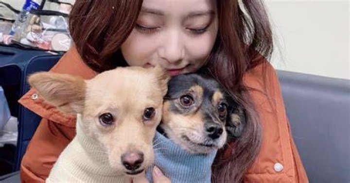 Chou Tzuyu Pets