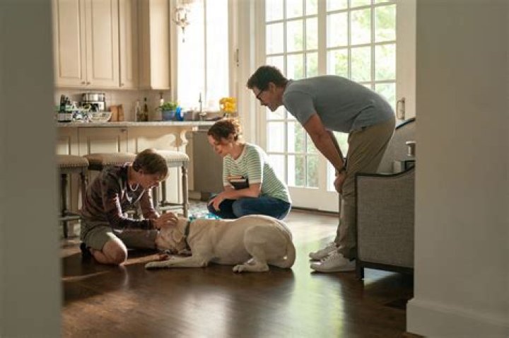 Did Fielding and John find their dog?