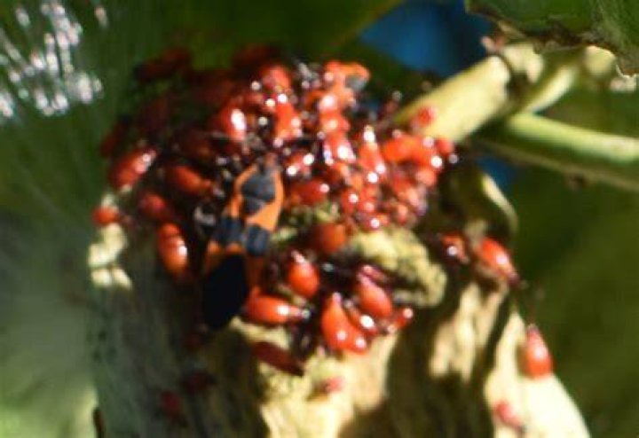 Do boxelder bugs eat milkweed?