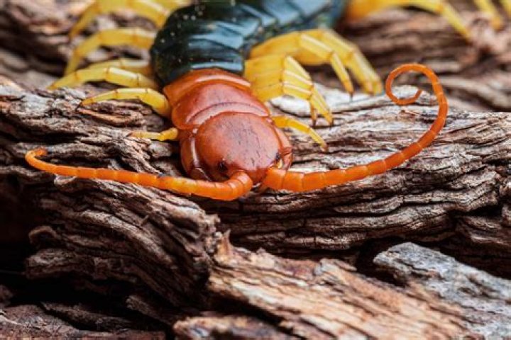 Do centipedes eat bats?