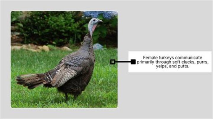 Do female turkeys show their feathers?