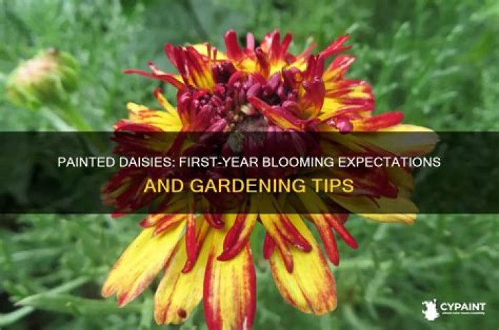 Do painted daisies bloom the first year?