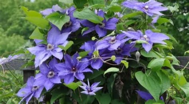 Do rabbits eat clematis?