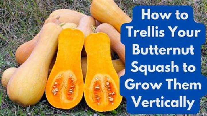 Do squash need trellis?