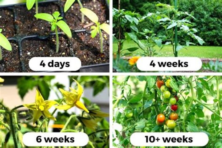 Do tomatoes grow from the flowers?