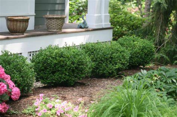 Do wintergreen boxwoods smell?