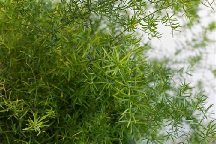 Does asparagus fern need sun or shade?