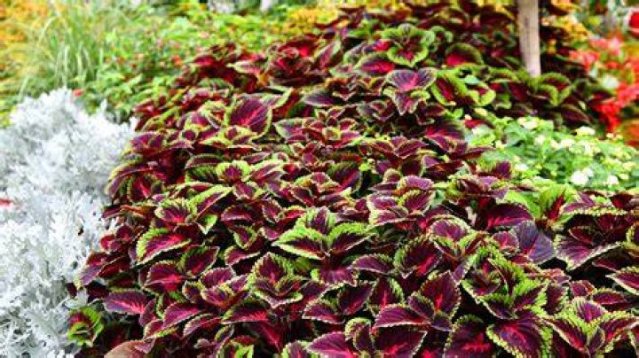 Does coleus grow in full sun?
