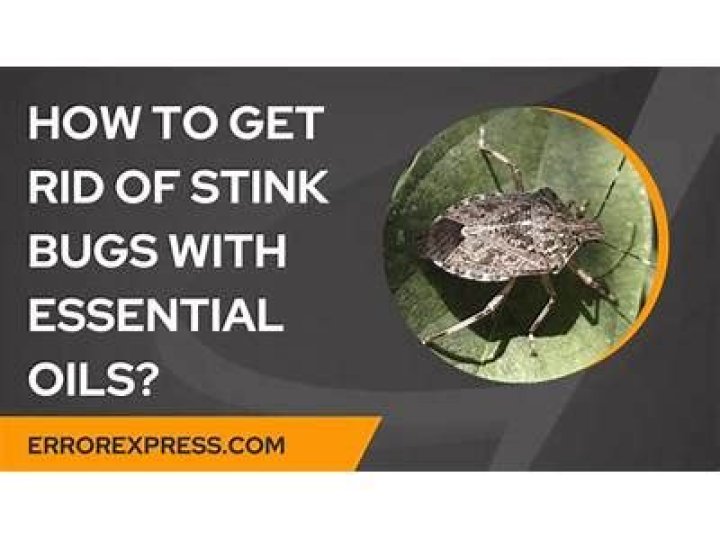 Does orange oil kill bugs?