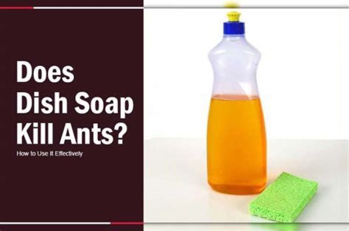 Does Soap kill ants?