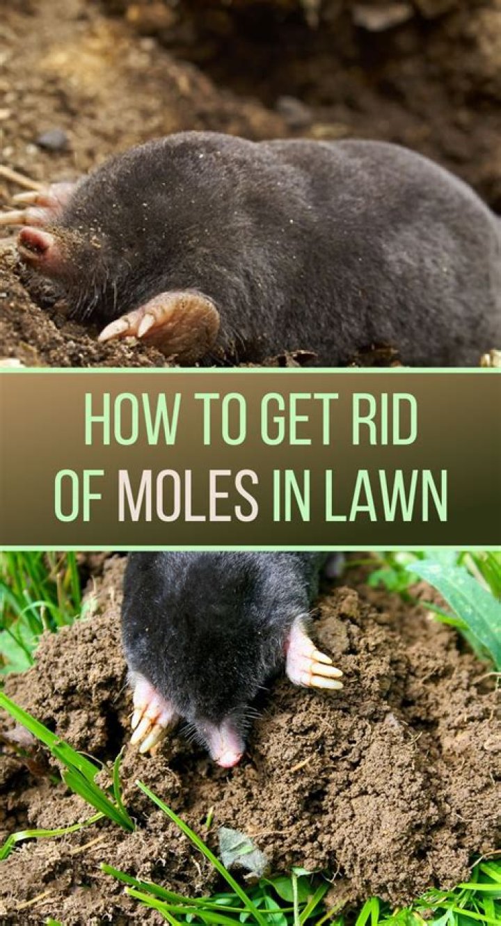 Does spreading lime get rid of moles?
