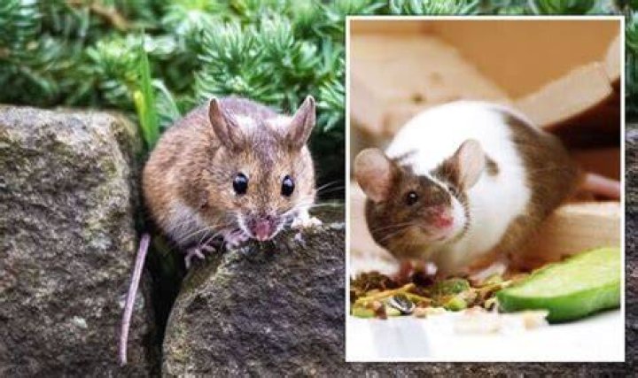 Does tin foil stop mice?