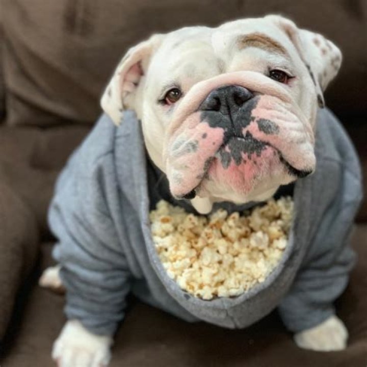 eggnogthebulldog
