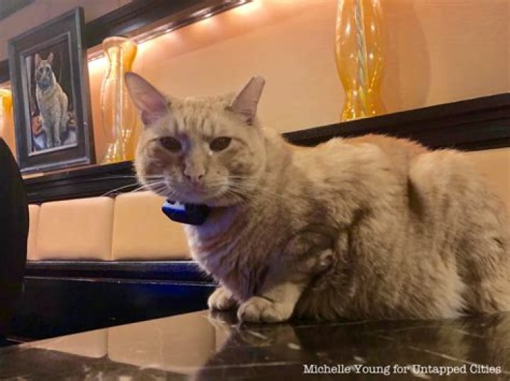Hamlet Algonquin hotel cat