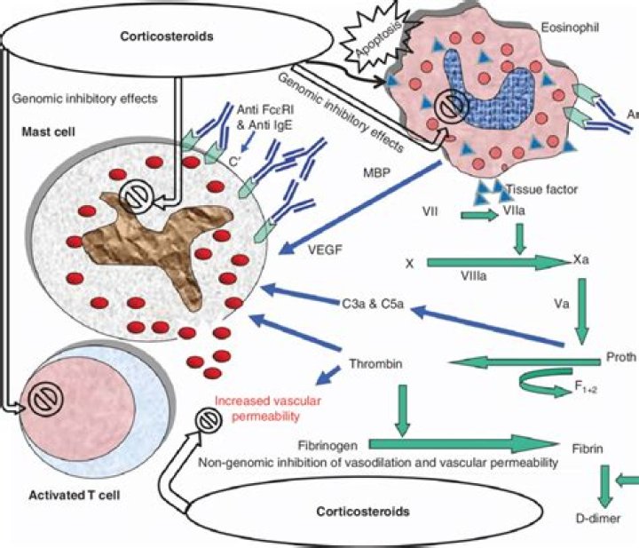 How do corticosteroids increase white blood cells?