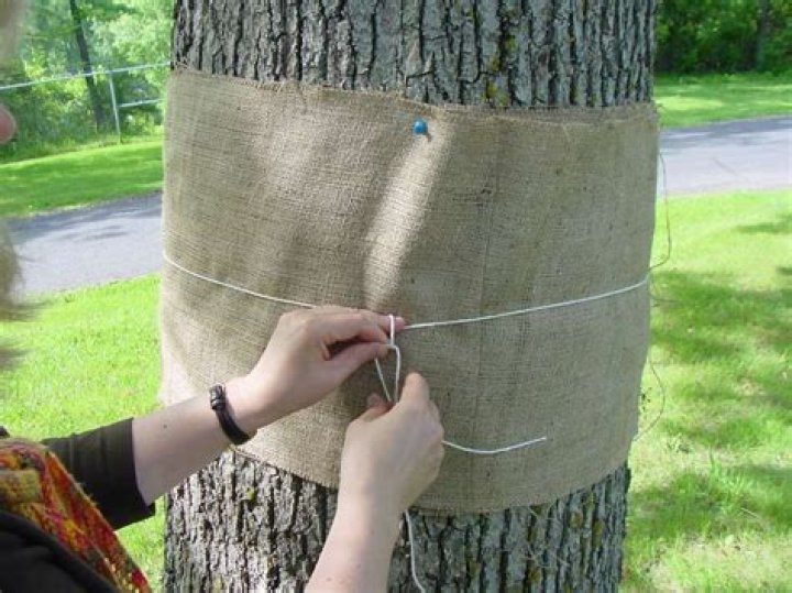 How do you wrap a tree with burlap?