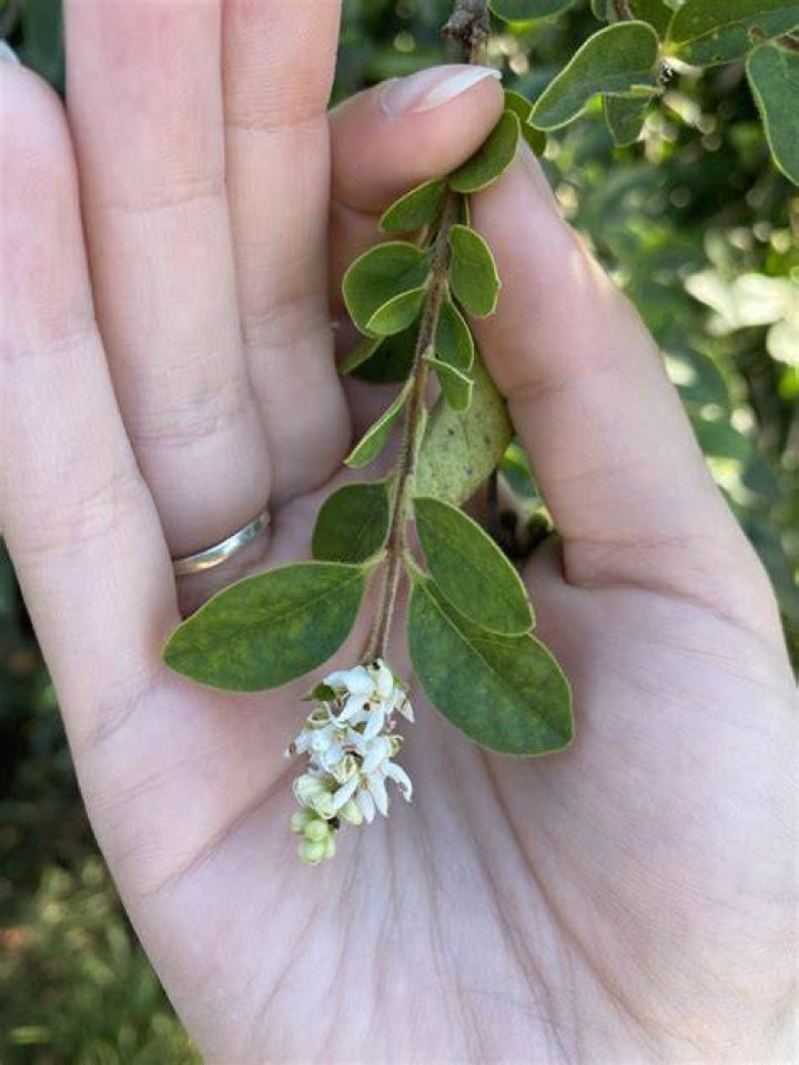 How fast does Cheyenne privet grow?