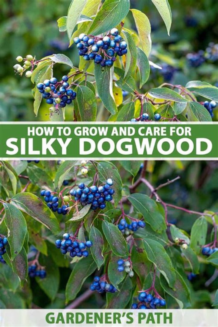 How fast does silky dogwood grow?