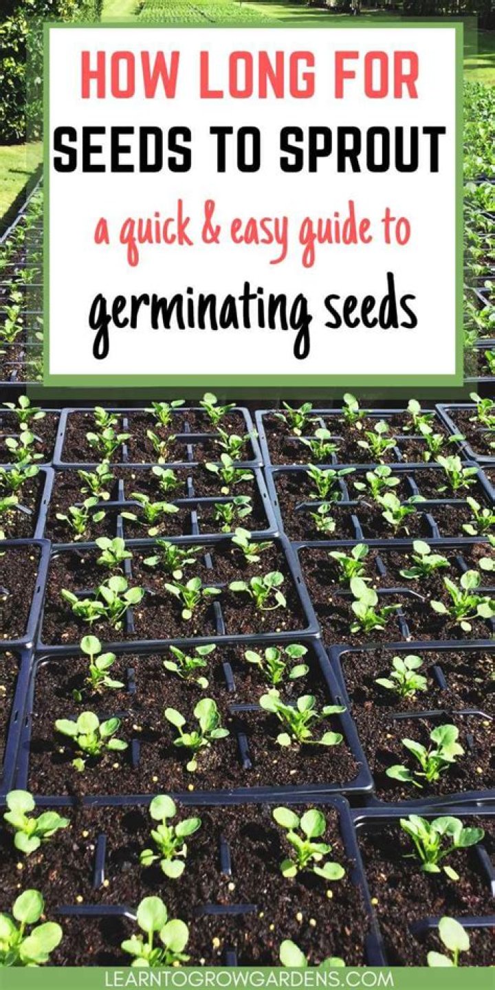 How long does it take EZ seed to sprout?