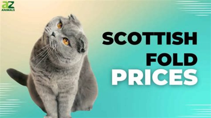 How much does Scottish Fold cat cost?