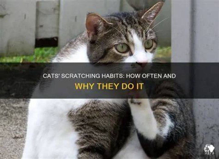 How often do cats scratch themselves?