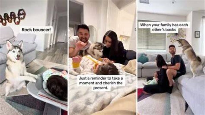 Interview With Sheena and Sapphie the Pomsky Adjusting to Life With a Dog and Newborn Baby