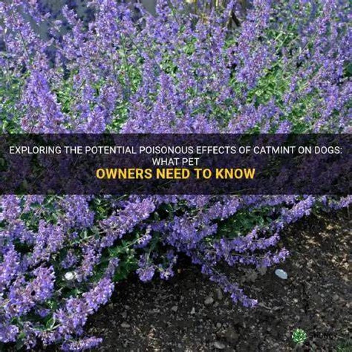 Is catmint poisonous to dogs?
