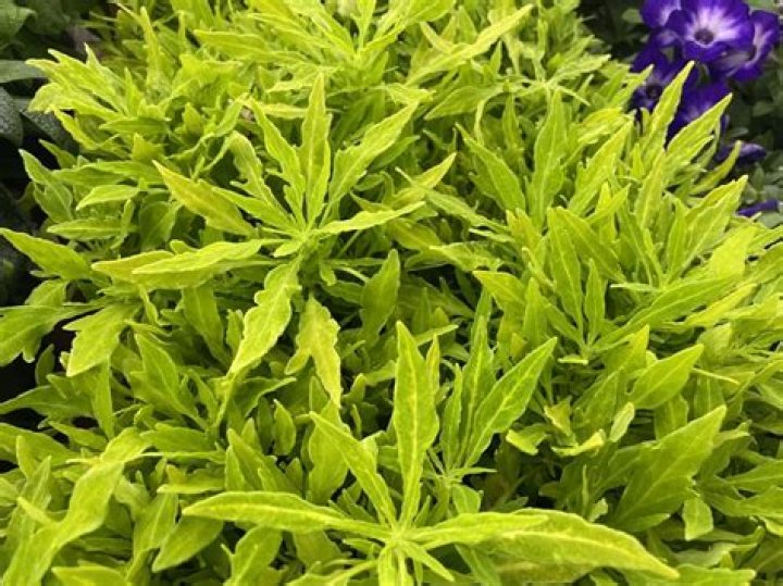 Is Coleus Cany Hardy?