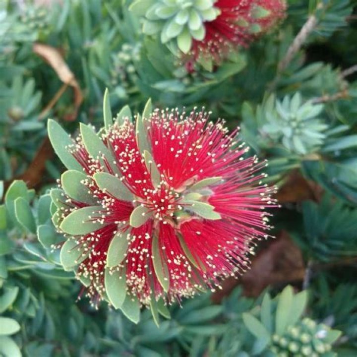 Is dwarf bottlebrush poisonous?