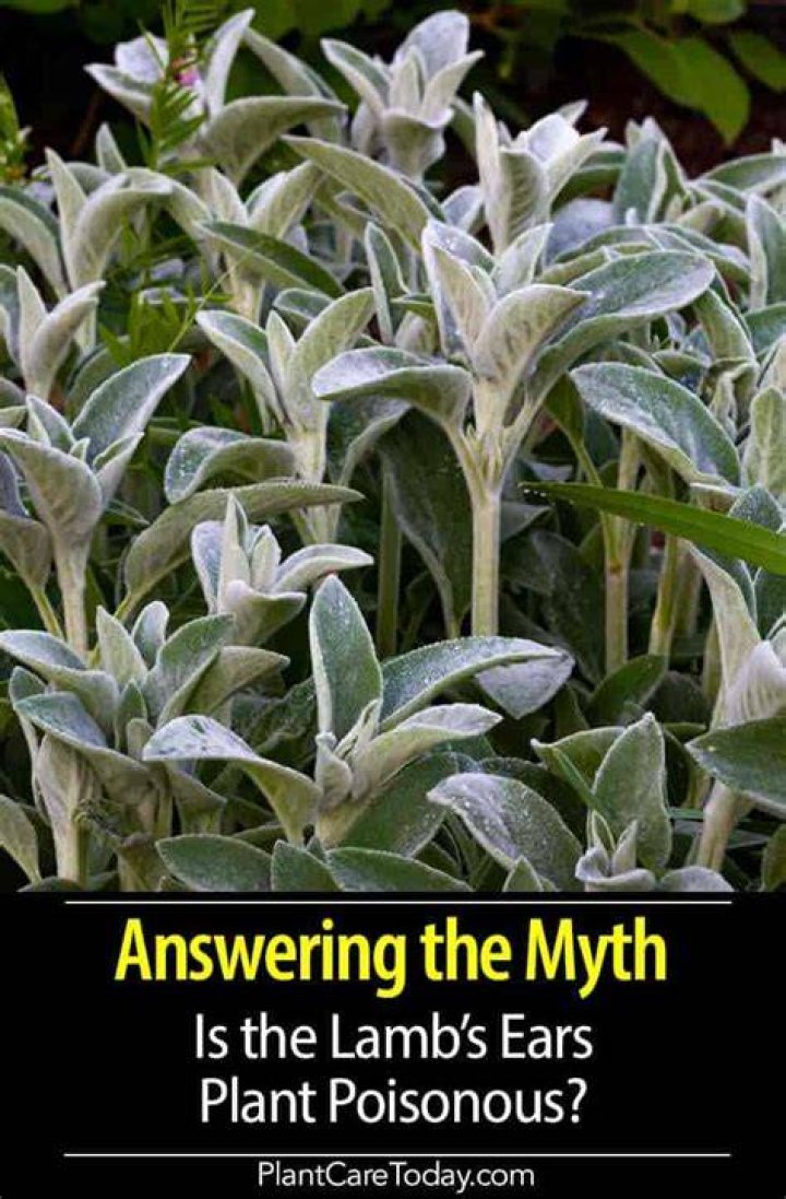 Is lamb’s ear poisonous?