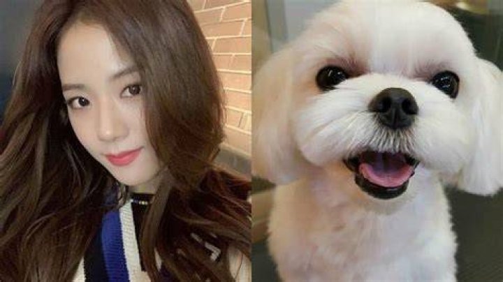 Jisoo Pets