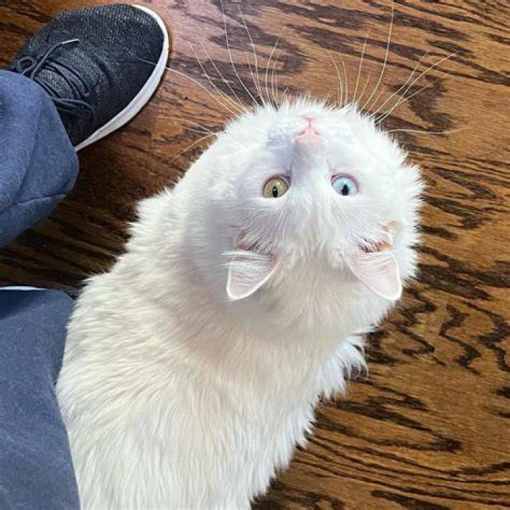 Nathan Fillion Pets