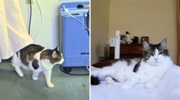 Oscar the Therapy Cat predicted dementia deaths