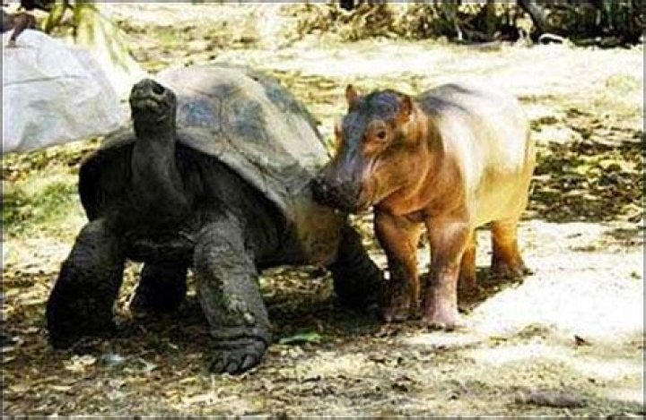 Owen and Mzee - The Hippo and Tortoise friends