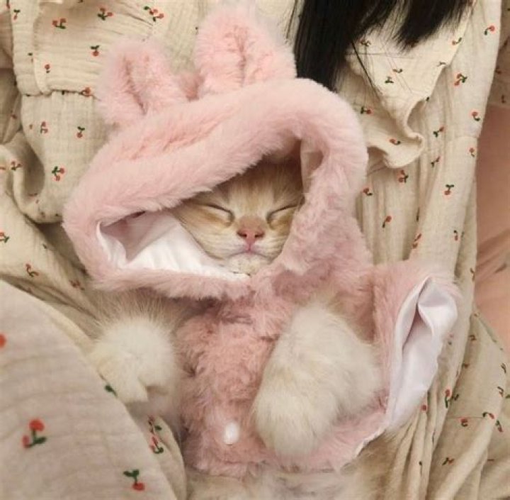 Pink Pets
