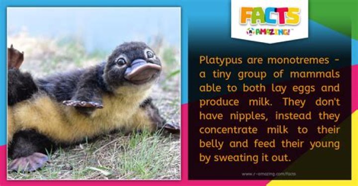 platypus milk