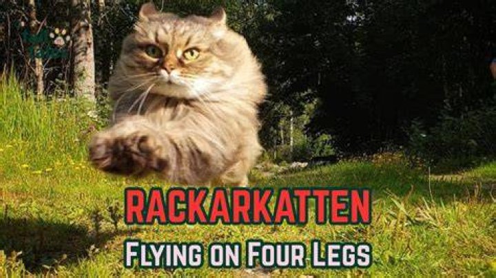 Rackarkatten the Cat Can Run Faster Than Usain Bolt