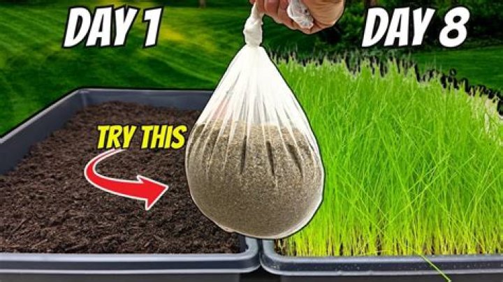 Should I put down grass seed before it rains?