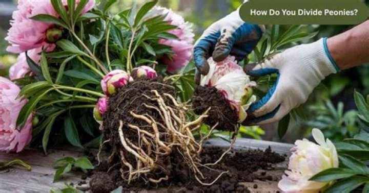 Should peonies be divided?