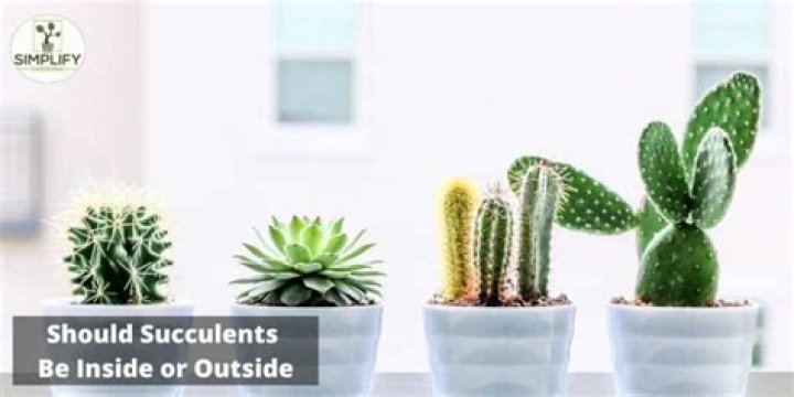 Should succulents be inside or outside?