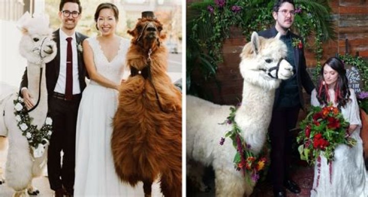 weddingllamas