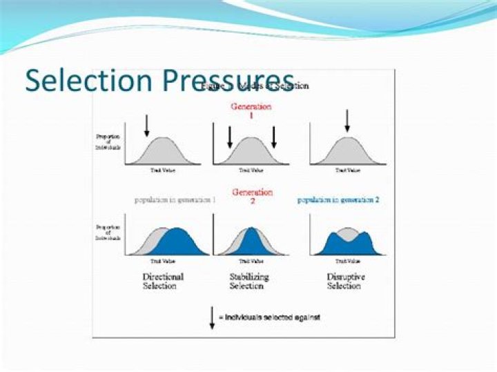 What are selection pressures in biology?